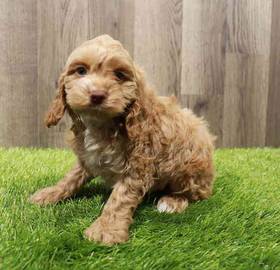 Cockapoo