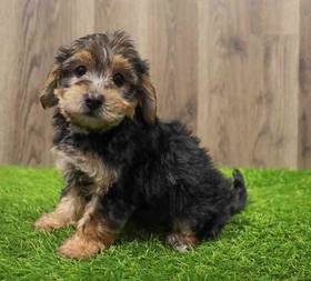 Yorkie-Poo