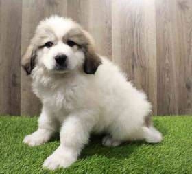 Great Pyrenees