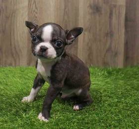 Boston Terrier