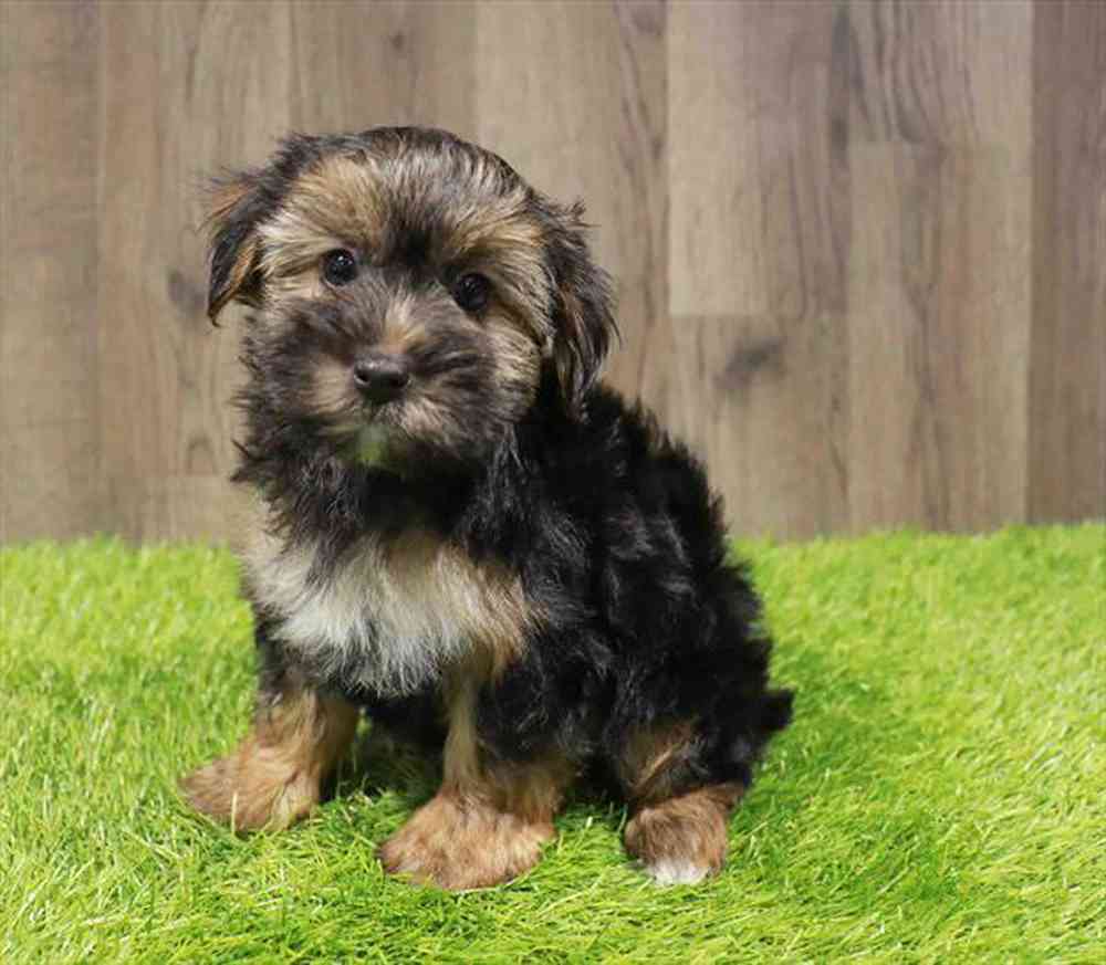 Shorkie Puppy for sale Pet Zone Poughkeepsie