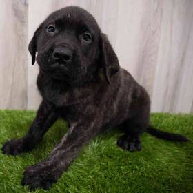 English Mastiff