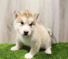 Alaskan Malamute