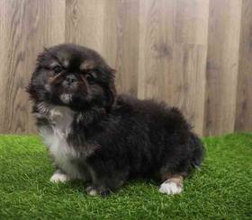 Pekingese
