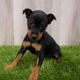 Min Pin