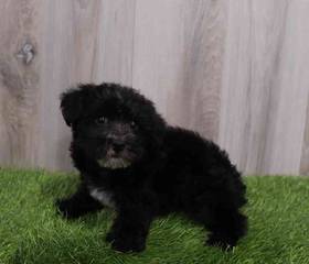 Yorkie-Poo
