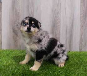 Pomsky 2nd Gen