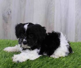 Cockapoo