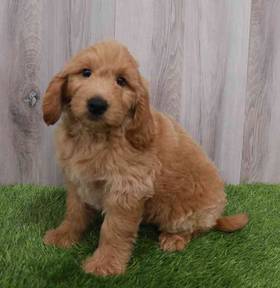 Mini Goldendoodle