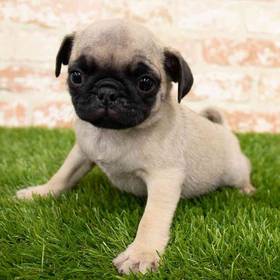 Pug