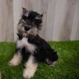 Mini Schnauzer