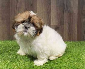 Shih Tzu