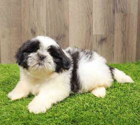 Shih Tzu