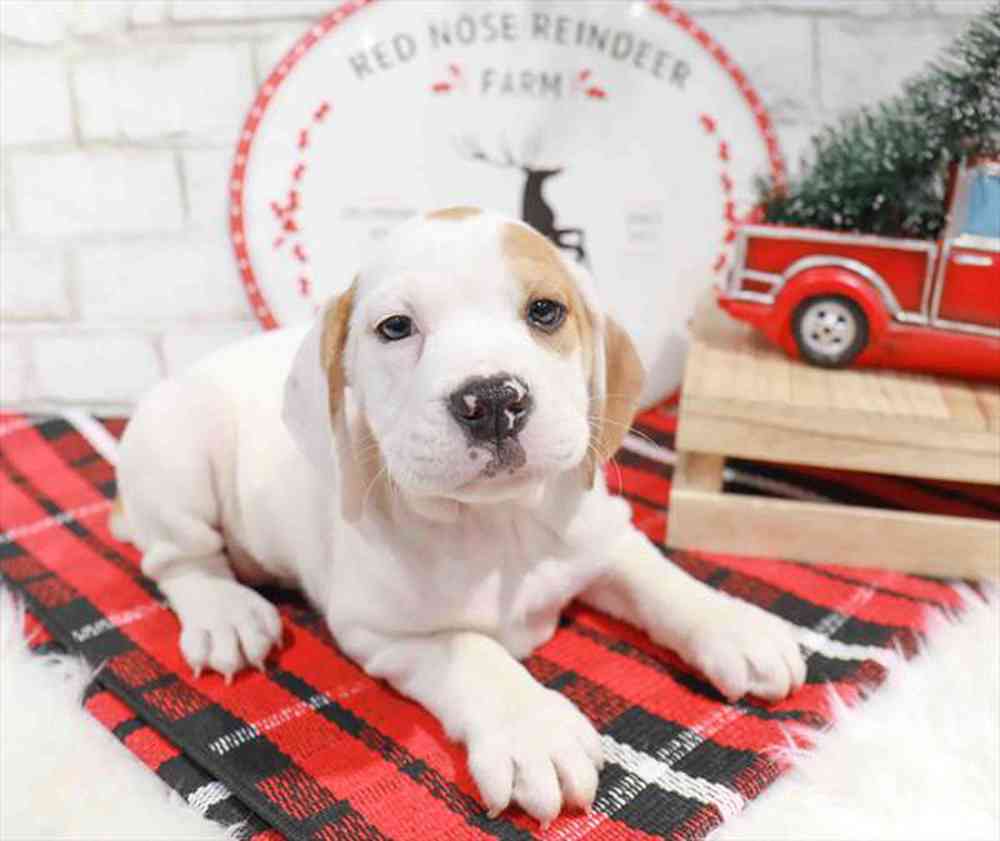 Beabull Puppy for sale Pet Zone Albany