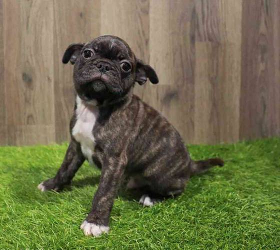 Bugg Puppy for sale Pet Zone Poughkeepsie