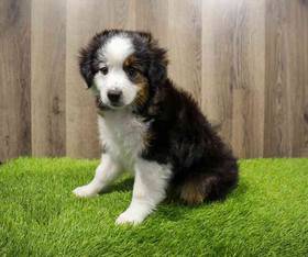 Toy Australian Shepherd
