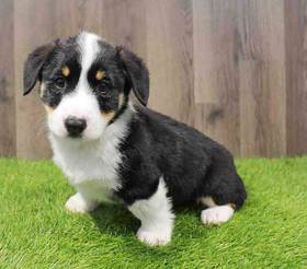 Pembroke Welsh Corgi