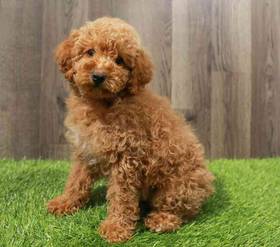 Poodle