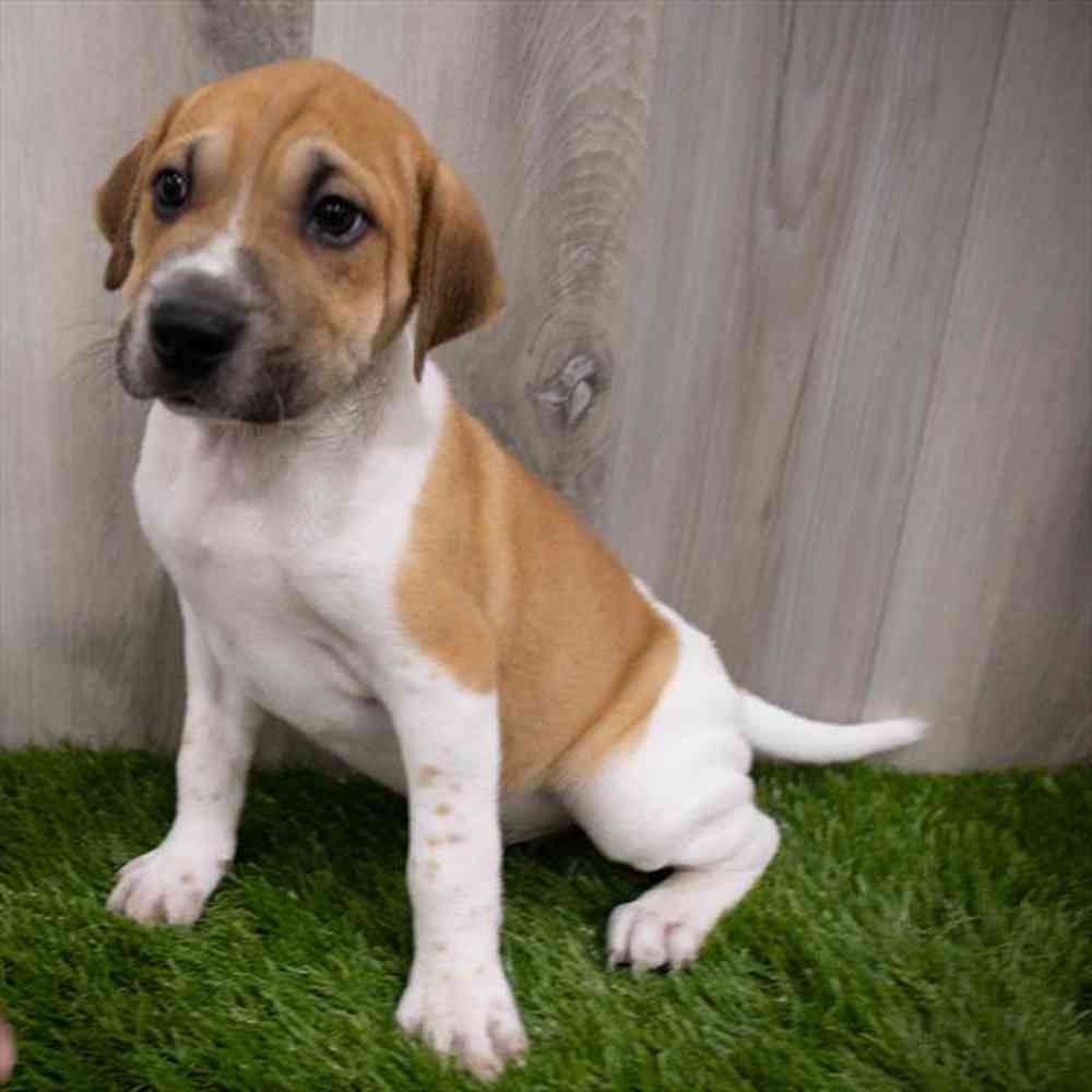 Sharp eagle puppies for sale sales near me