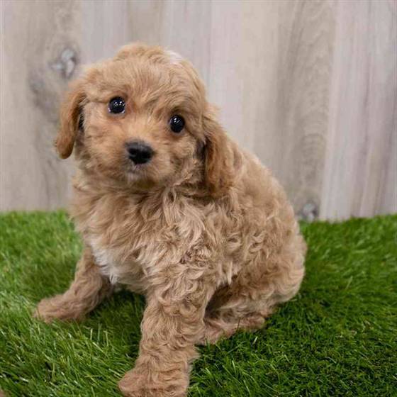 Cavapoo Puppy for sale Pet Zone Poughkeepsie