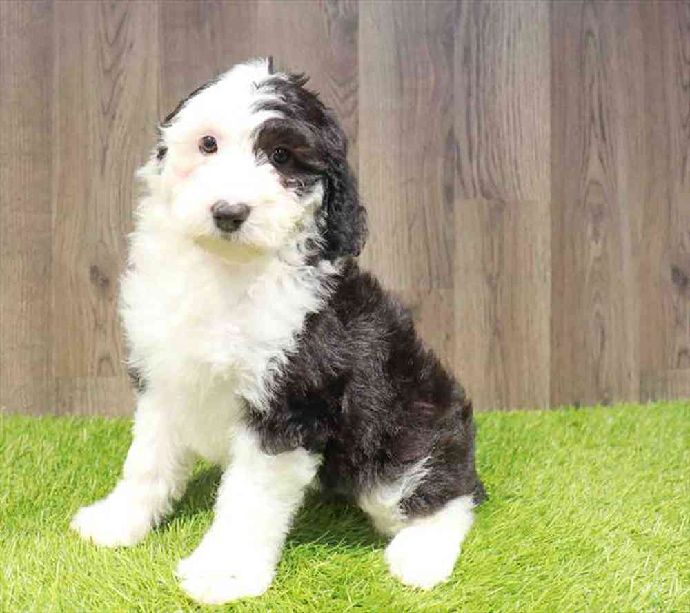 Sheepadoodle Puppies Near Me A Guide to Raising Your New Best Friend