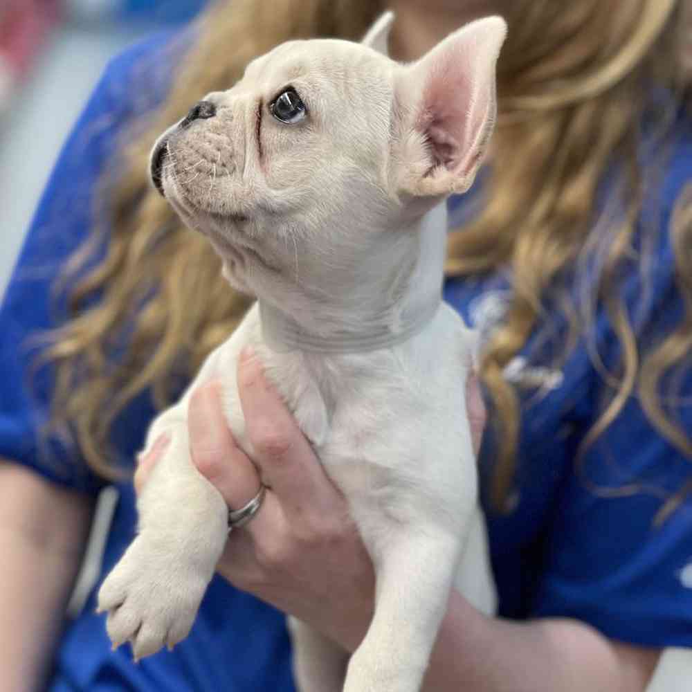 Female French Bulldog Puppy for sale