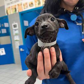Chihuahua