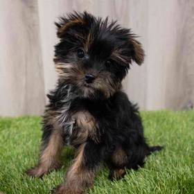 Yorkie