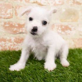 Chorkie