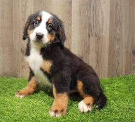 Bernese Mountain Dog