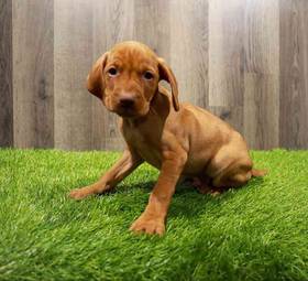 Vizsla