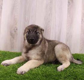 Norwegian Elkhound