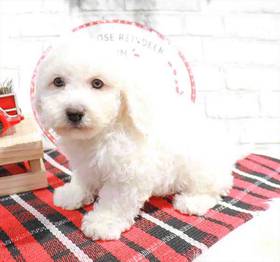 Bichon