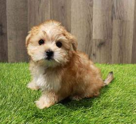Morkie