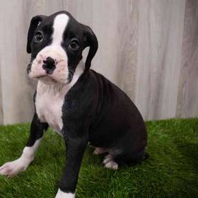 Boxer