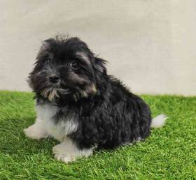 Havanese