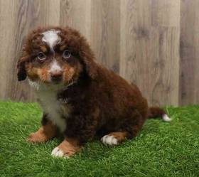 Bernedoodle Mini 2nd Gen