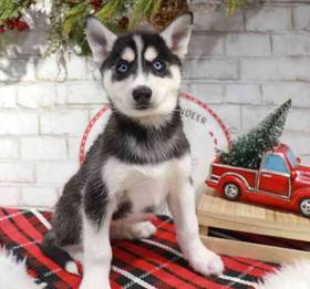 Siberian Husky