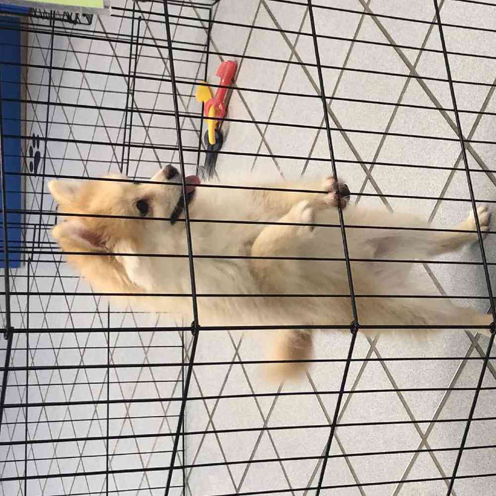 Male Pomsky Puppy for sale