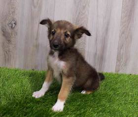Sheltie