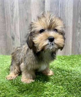 Shorkie