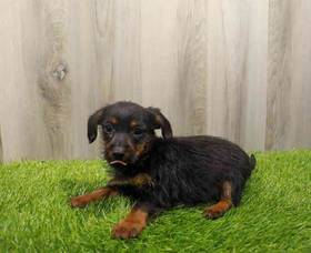 Chiweenie