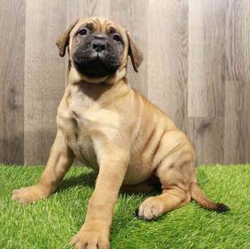 Bullmastiff