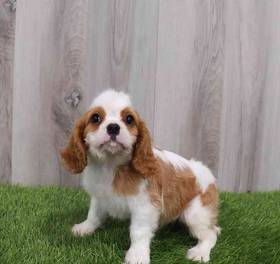 Cavalier King Charles Spaniel