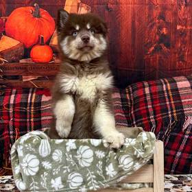 Pomsky 2nd Gen