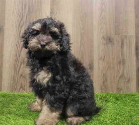 Cockapoo
