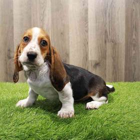Basset Hound