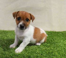 Jack Russell Terrier