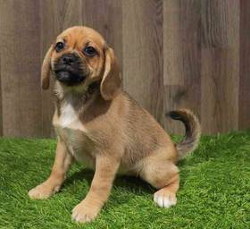 Puggle
