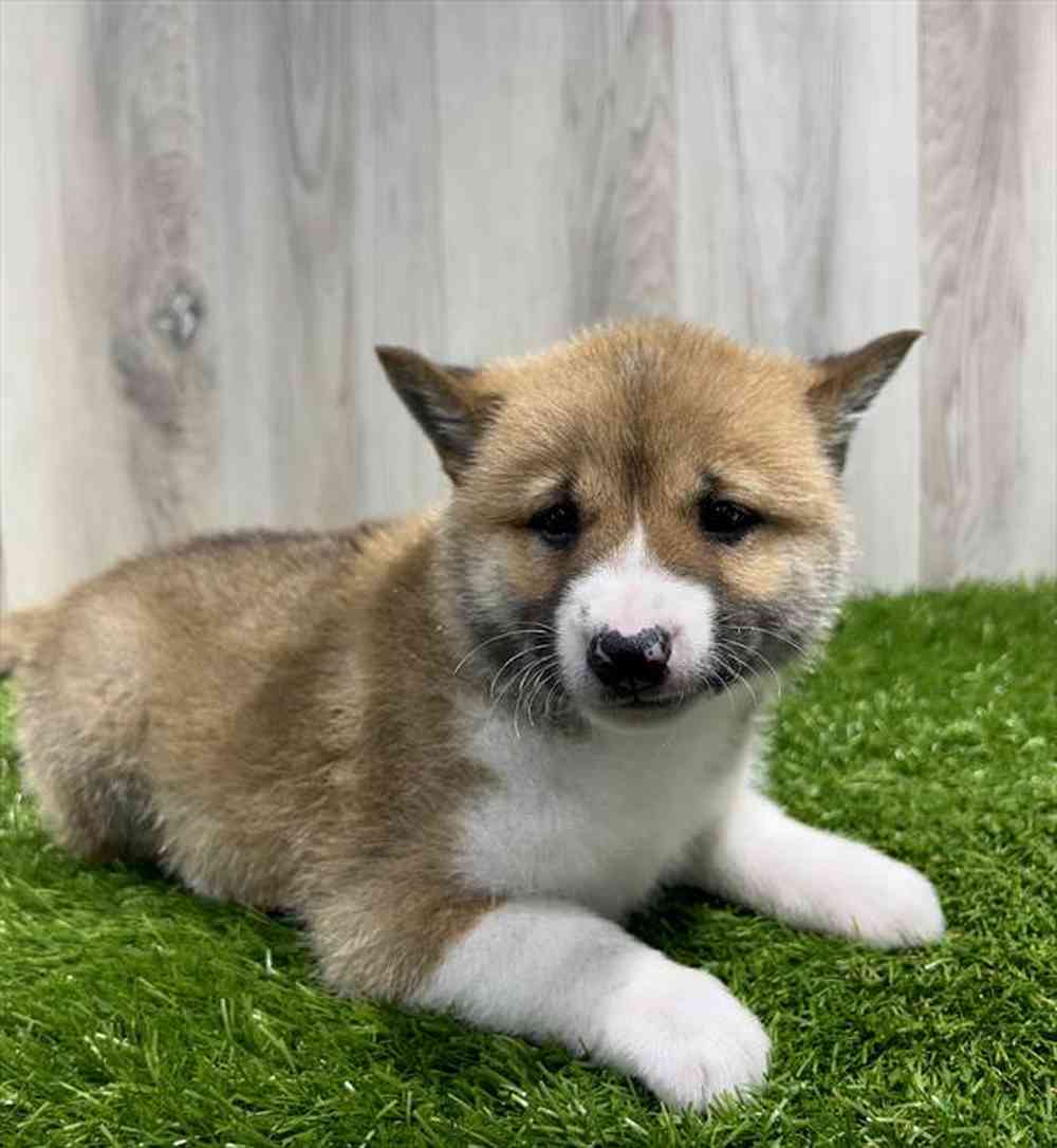 Shiba Inu Puppy for sale Pet Zone Poughkeepsie